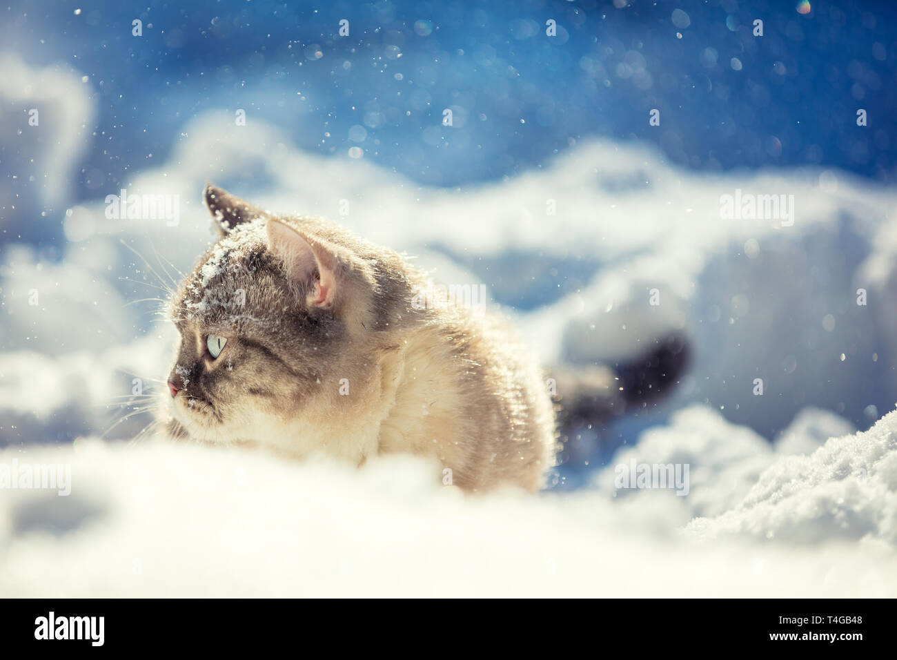 Simpatico gatto siamese gatto passeggiate nella neve profonda nel giardino di inverno Foto Stock