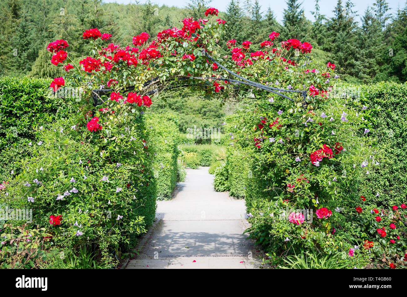 Rosa Raymond Chenault addestrati per aggiungere interesse floreale di un arco tra due diversi giardini di rose in Rosemoor Devon UK Foto Stock