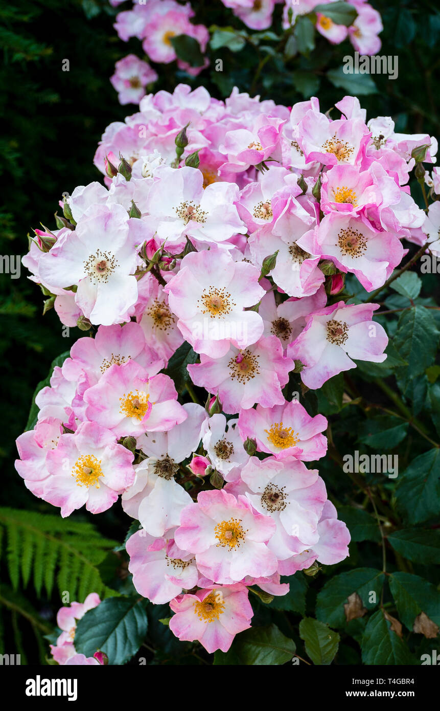 Rosa rosa Rosy cuscino fiorito in un giardino inglese in giugno Foto Stock