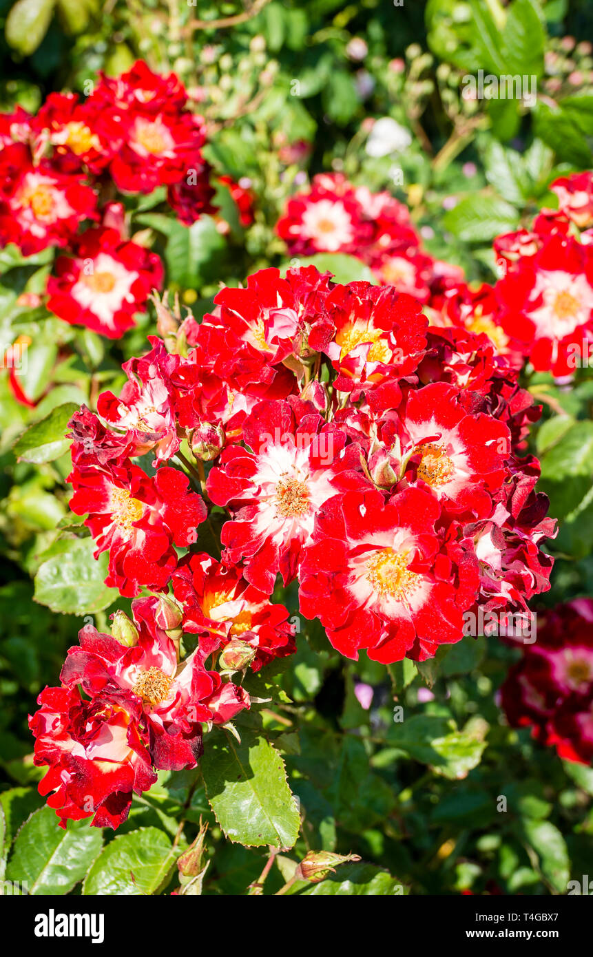 Rosa Biddulph Grange fioritura in giugno in un giardino inglese Foto Stock