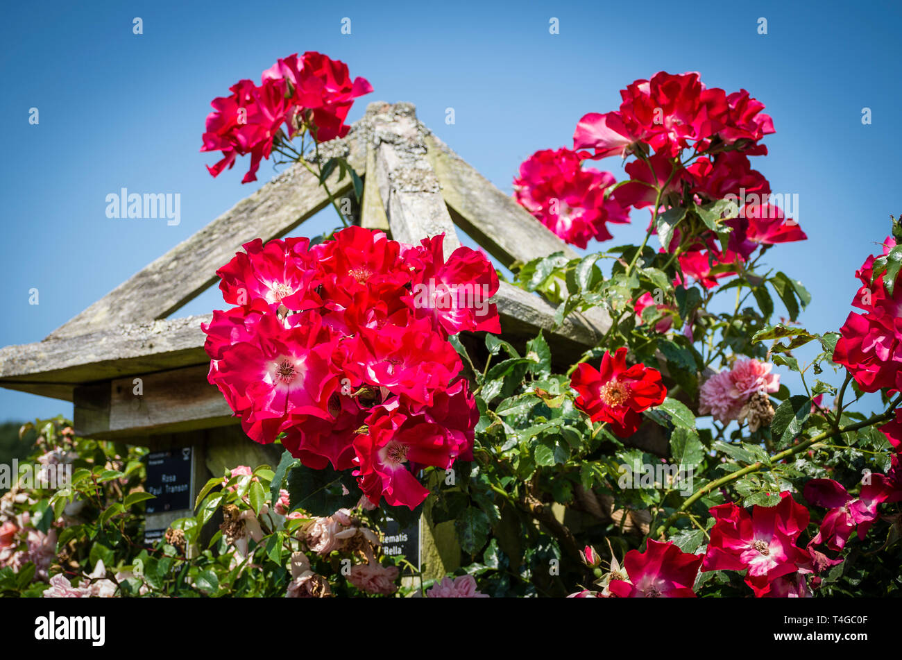 Rosso Rosa Dortmund crescendo un arco in Rosemoor giardini in Devon England Regno Unito nel mese di giugno Foto Stock