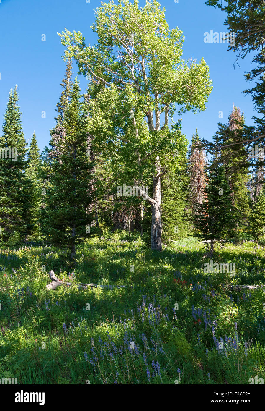 Campo verde con fiori di colore blu, albero caduto e foresta verde sotto un cielo blu. Foto Stock