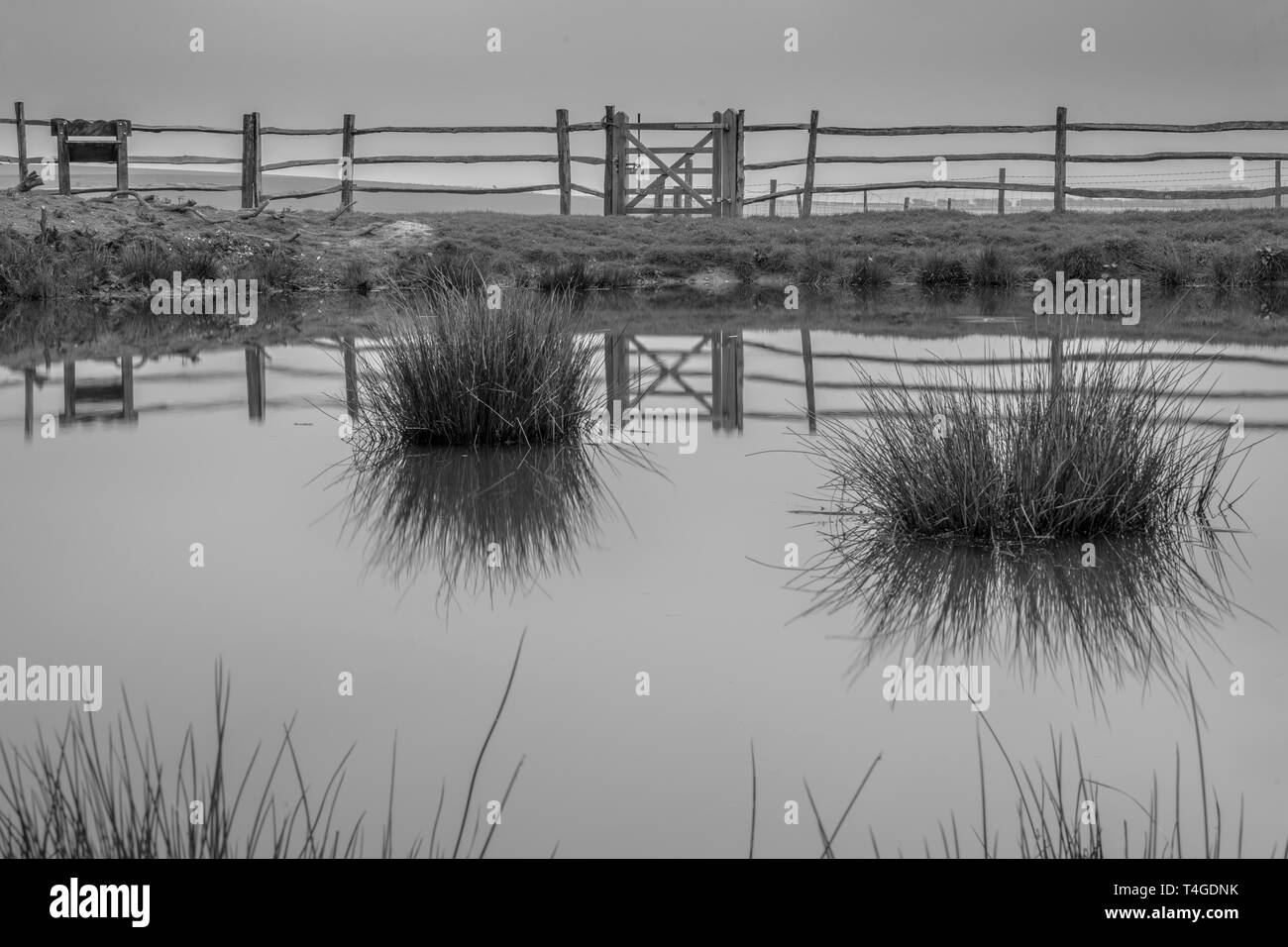 Riflessioni in un stagno di rugiada Foto Stock