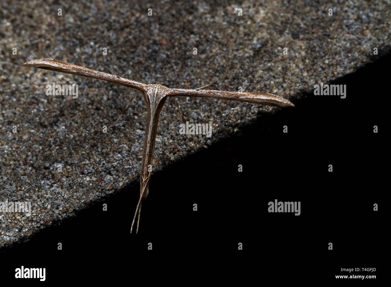 Pennacchio comune Tignola, Emmelina monodactyla, con ali laminati sulla parete. (T-falena o mattina-gloria moth), marrone, Foto Stock
