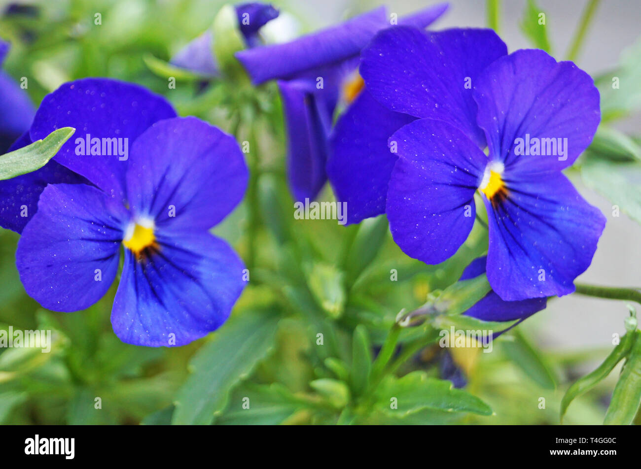Fiore violaceo con blu, bianco, lilla e viola delicati petali su un ramo con foglie di colore verde Foto Stock