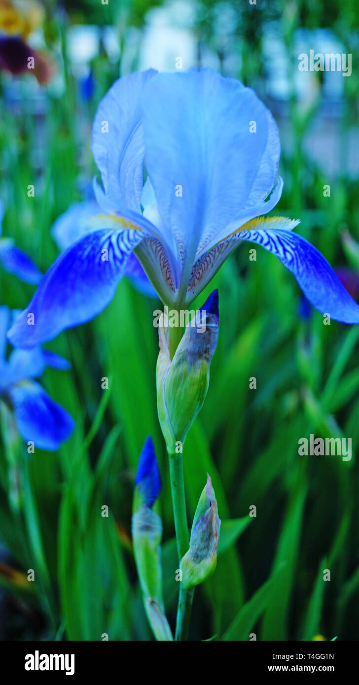 Iris con fiori blu e viola delicati petali su un ramo con foglie di colore verde Foto Stock