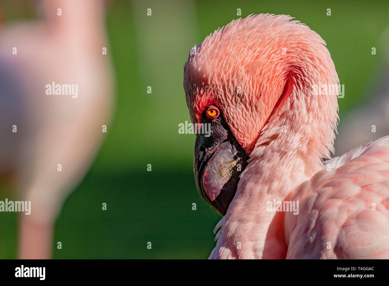 Flamingo cileni (Phoenicopterus chilensis) ritratto con sfondo verde. Foto Stock