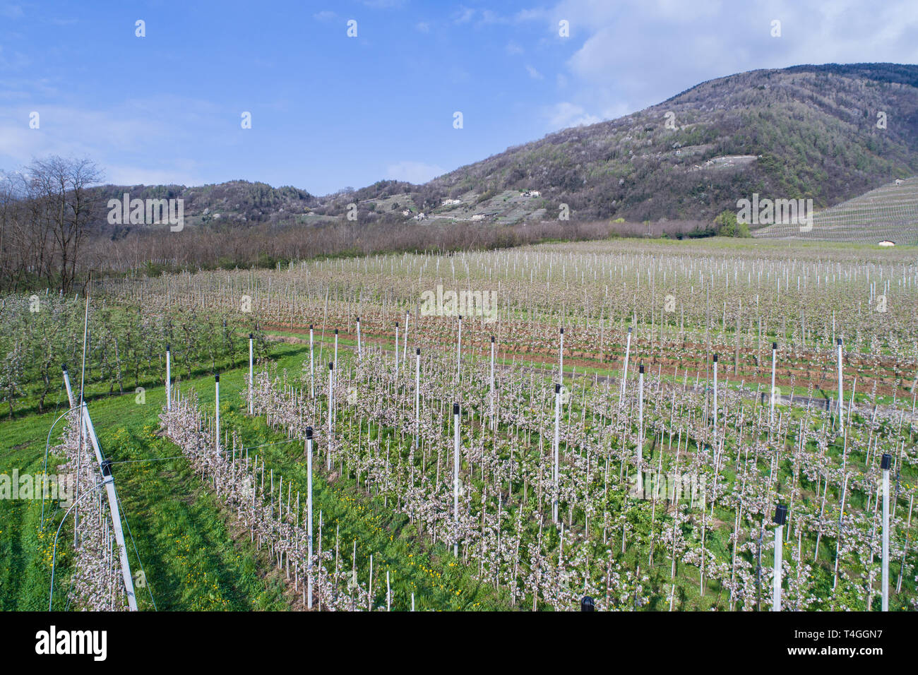 Agricoltura in Valtellina, frutteti e vigneti Foto Stock