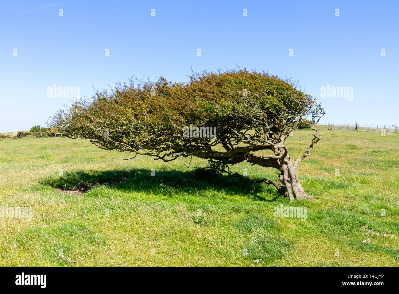 Un vento sweep tree sul esposti Purbeck modo sull'Isola di Purbeck, Dorset, Regno Unito. Foto Stock