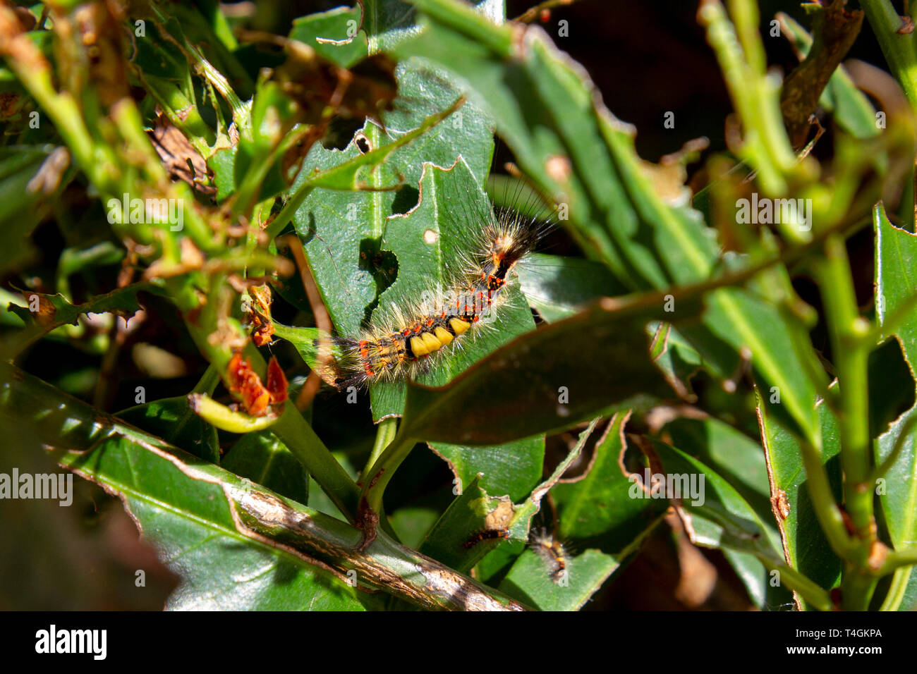 Un arrugginito tussock moth o vaporer caterpillar in una boccola in Inghilterra, Regno Unito. Foto Stock