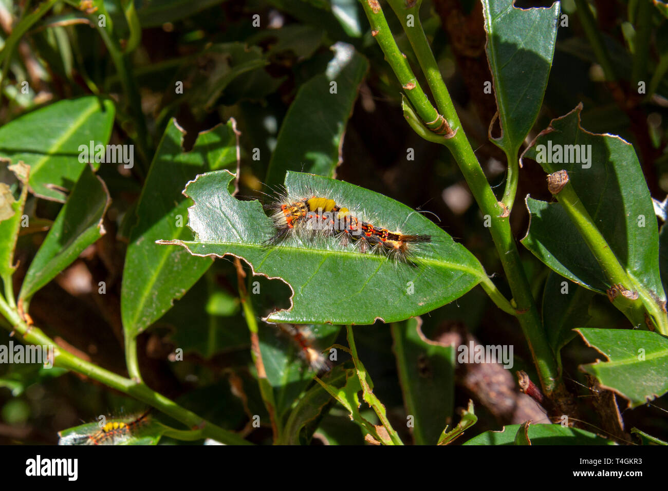 Un arrugginito tussock moth o vaporer caterpillar in una boccola in Inghilterra, Regno Unito. Foto Stock