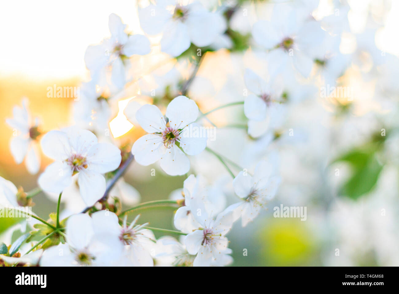 Ciliegio in fiore bianco di sunrise Foto Stock