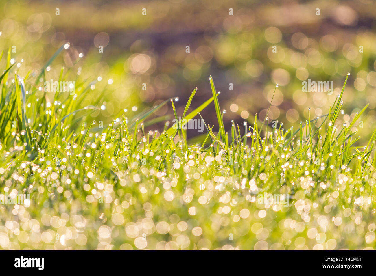 Fresche e pulite di erba e gocce di rugiada che brillano al sole Foto Stock