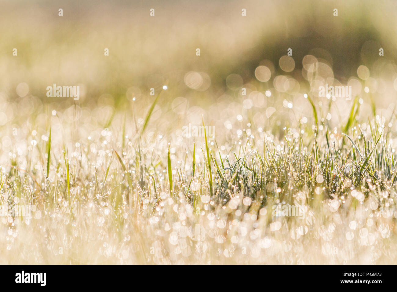 Erba fresca tra il mare di dewdrops Foto Stock