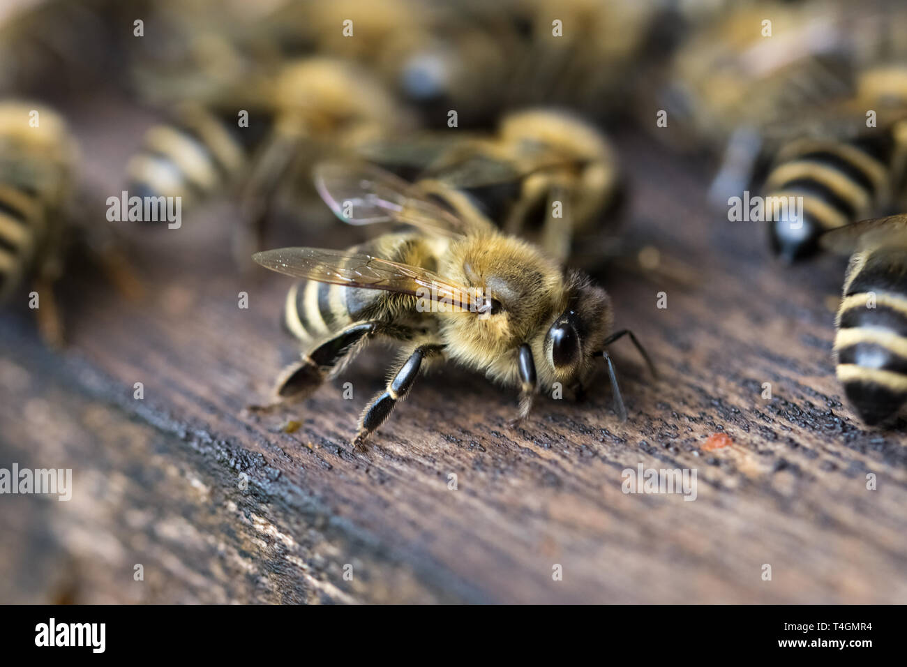 Makroaufnahme einer Biene Foto Stock
