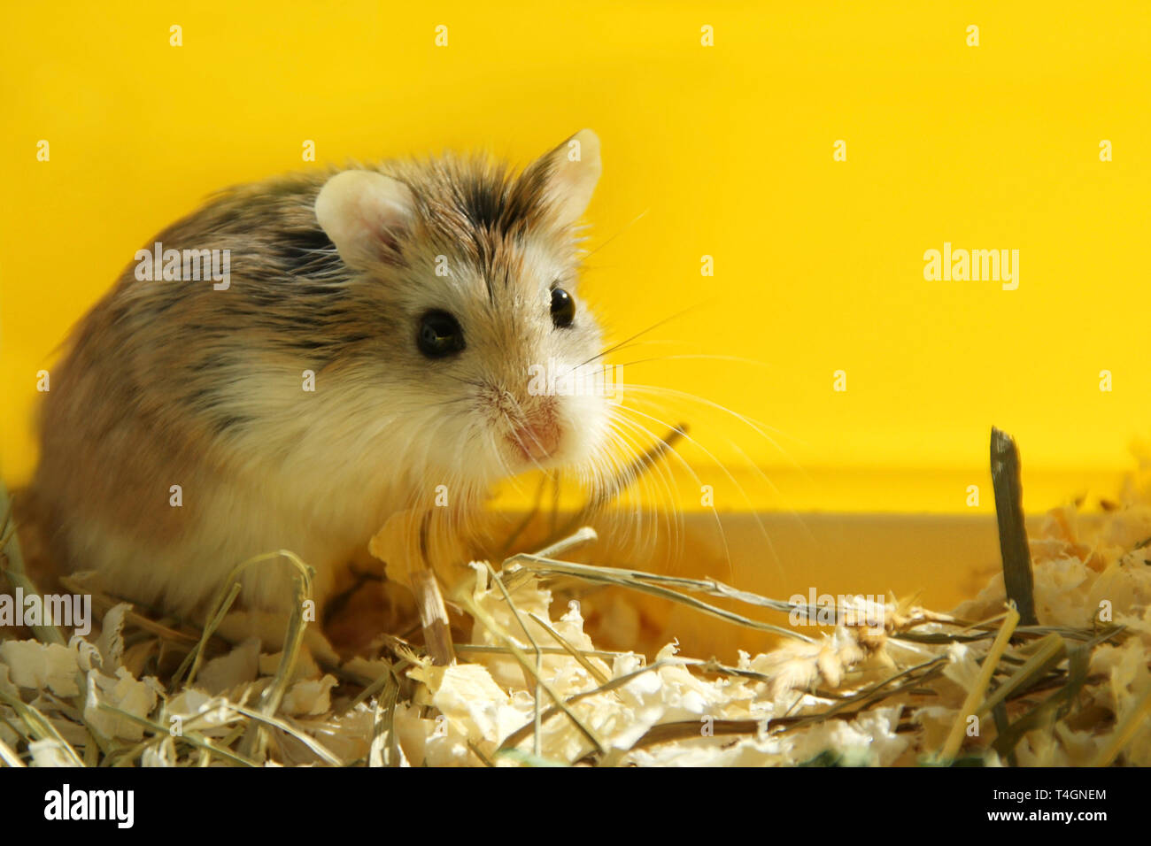 Criceto Roborovski carino cercando di pet - sfondo giallo Foto Stock