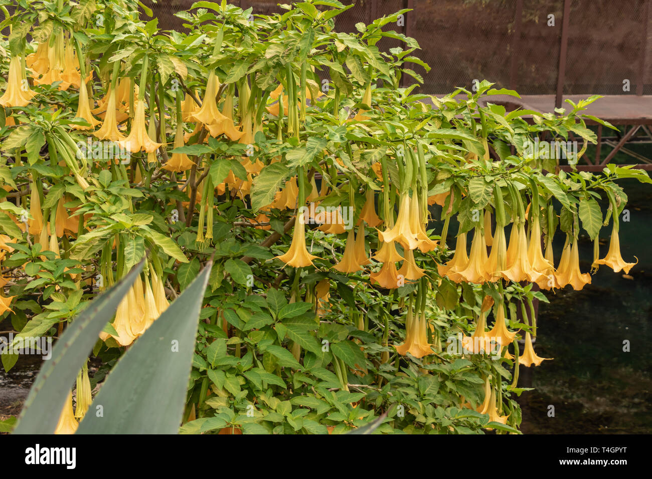 Varietà di piante e fiori tropicali e dal panamense foresta di pioggia e l'altopiano. Foto Stock
