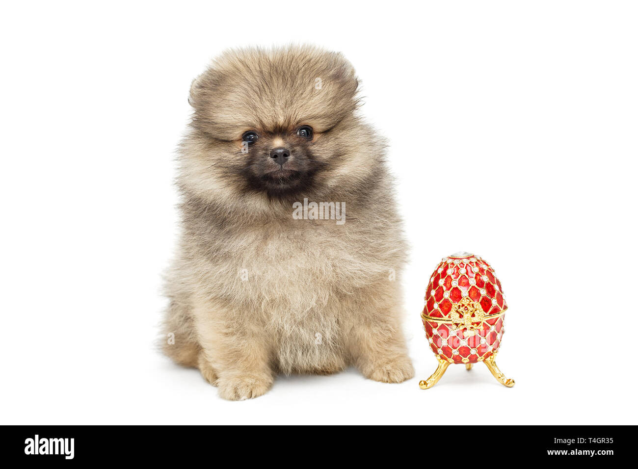 Cucciolo di Spitz e decorativo uovo di Pasqua su sfondo bianco Foto Stock