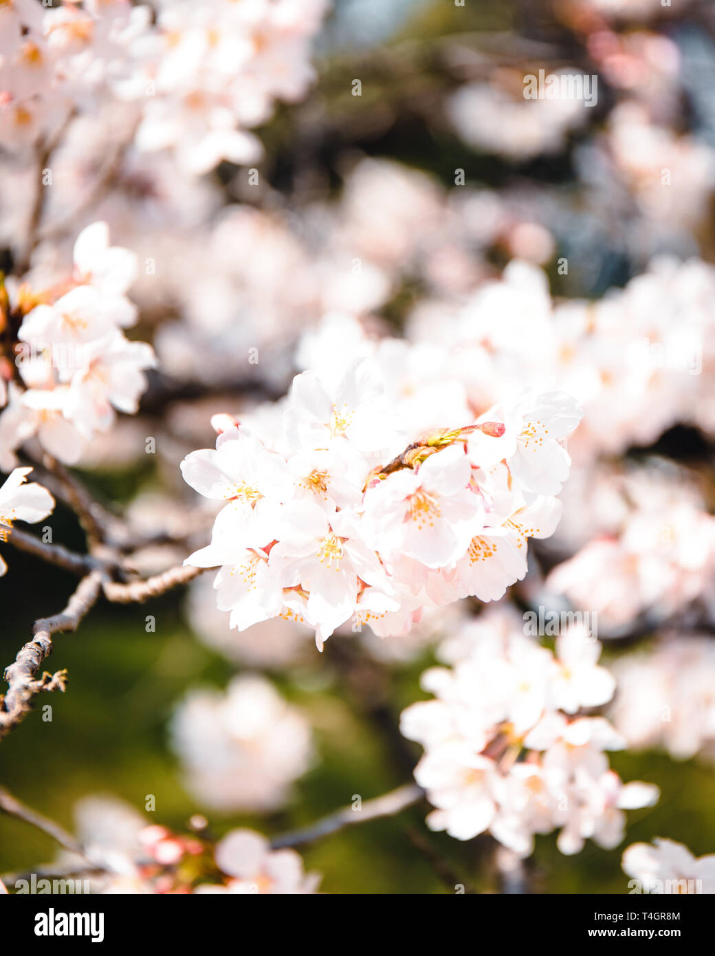 Fiore di Ciliegio a Yoyogi Park a Tokyo, Giappone Foto Stock