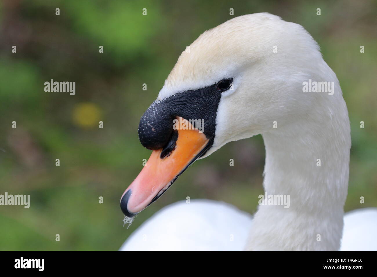 Close up di un cigno (Cygnus olor) Foto Stock
