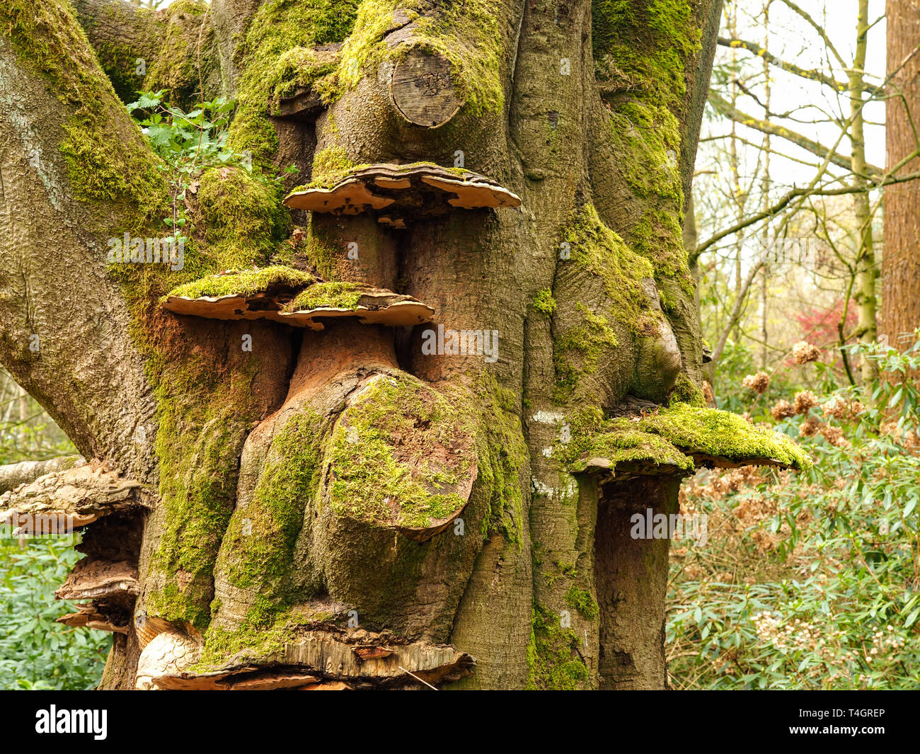 Antico tronco di albero ricoperta di verde muschio e impressionante staffa grande funghi Foto Stock
