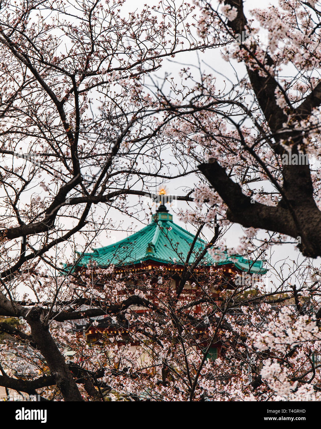 Fiore di Ciliegio al Parco di Ueno a Tokyo in Giappone Foto Stock