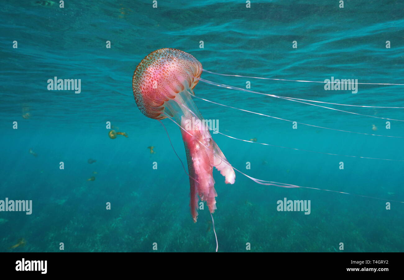 Mauve stinger meduse, Pelagia noctiluca nel mare Mediterraneo, Spagna Foto Stock