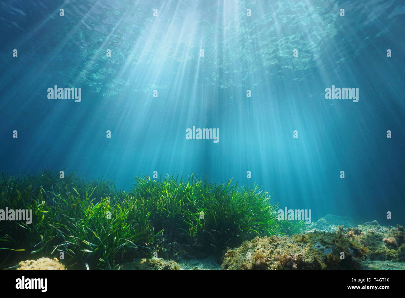 La luce solare naturale sott'acqua attraverso la superficie dell'acqua con piante fanerogame e rock sul fondale, mare Mediterraneo, Francia Foto Stock
