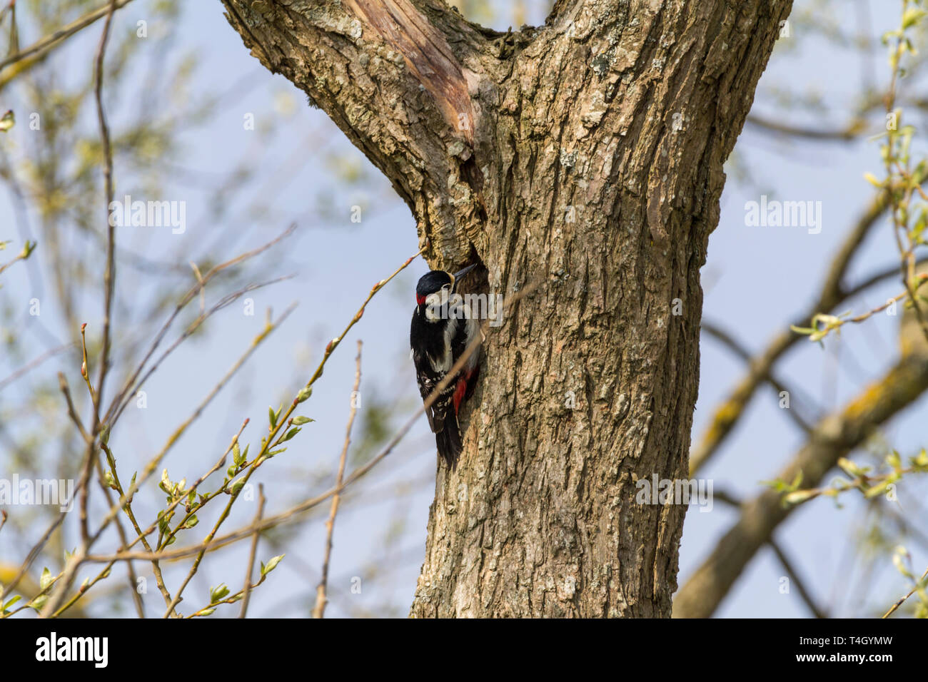 Picchio rosso maggiore (Dendrocopos major) ispezionare il foro di nido nella struttura ad albero. Maschio nuca cremisi piumaggio bianco e nero e rosso Crimson sotto coda corta Foto Stock