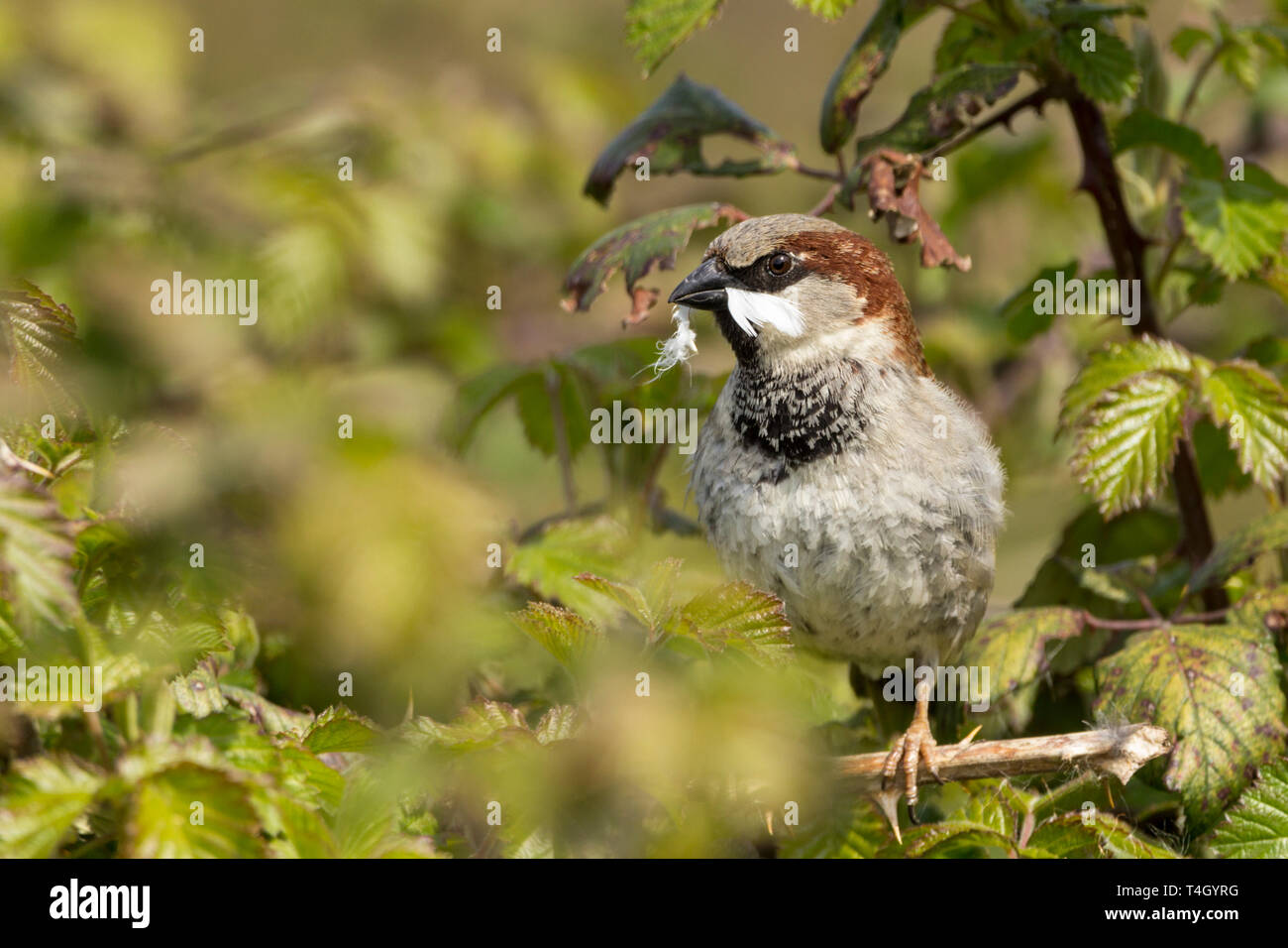 Casa passero (Passer domesticus) stagione riproduttiva maschio grigio con corona e guance testa marrone, nero bill brown torna con segni neri sotto il pallido Foto Stock