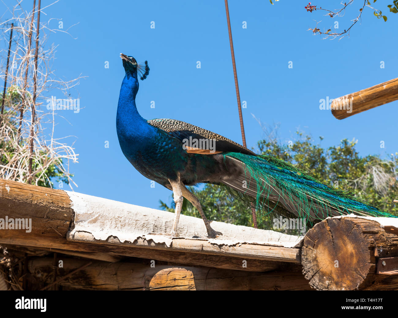 Peacock bird su un tetto di legno con cielo blu sullo sfondo Foto Stock