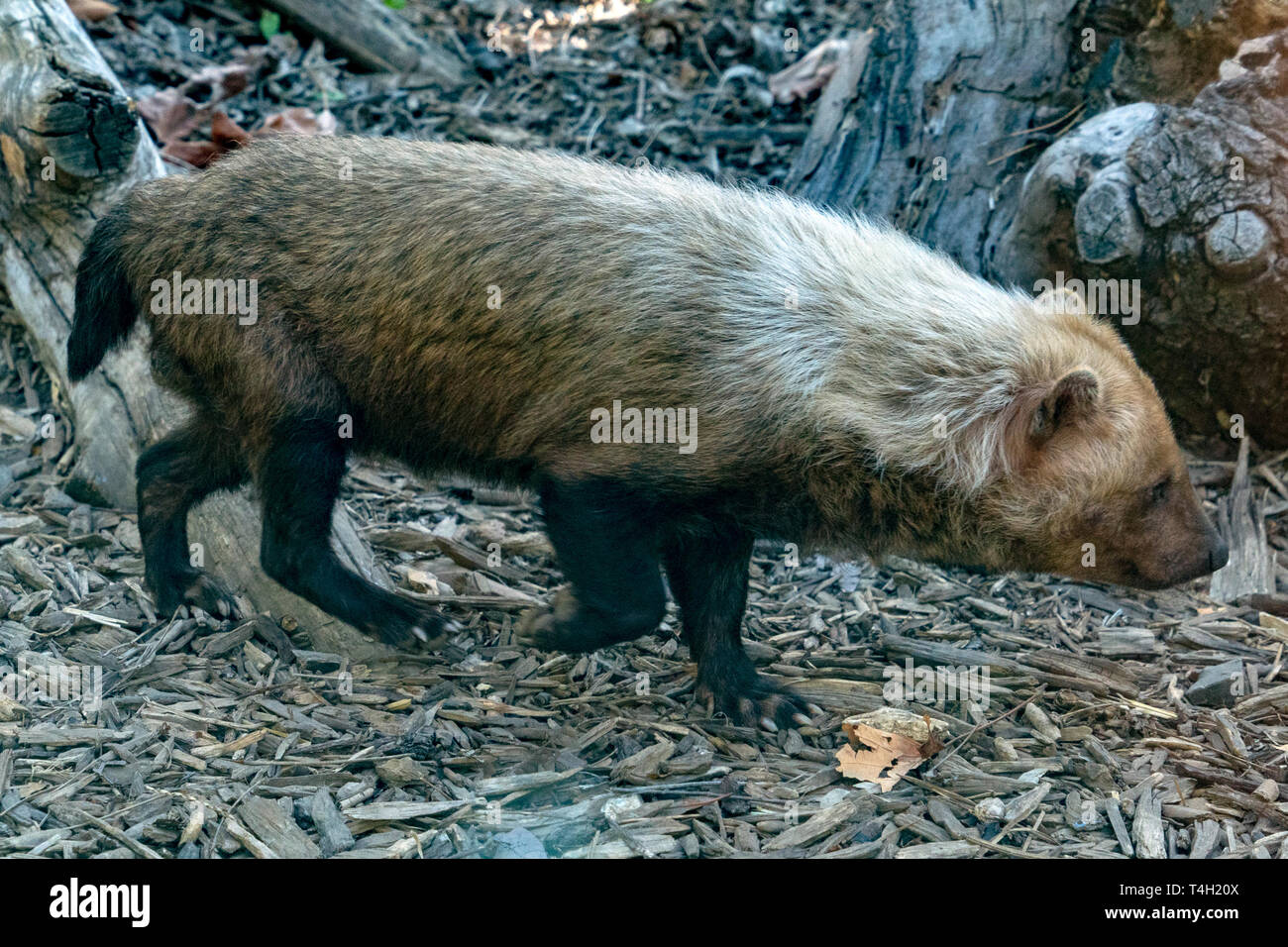 Speoto dal sud america ritratto Foto Stock