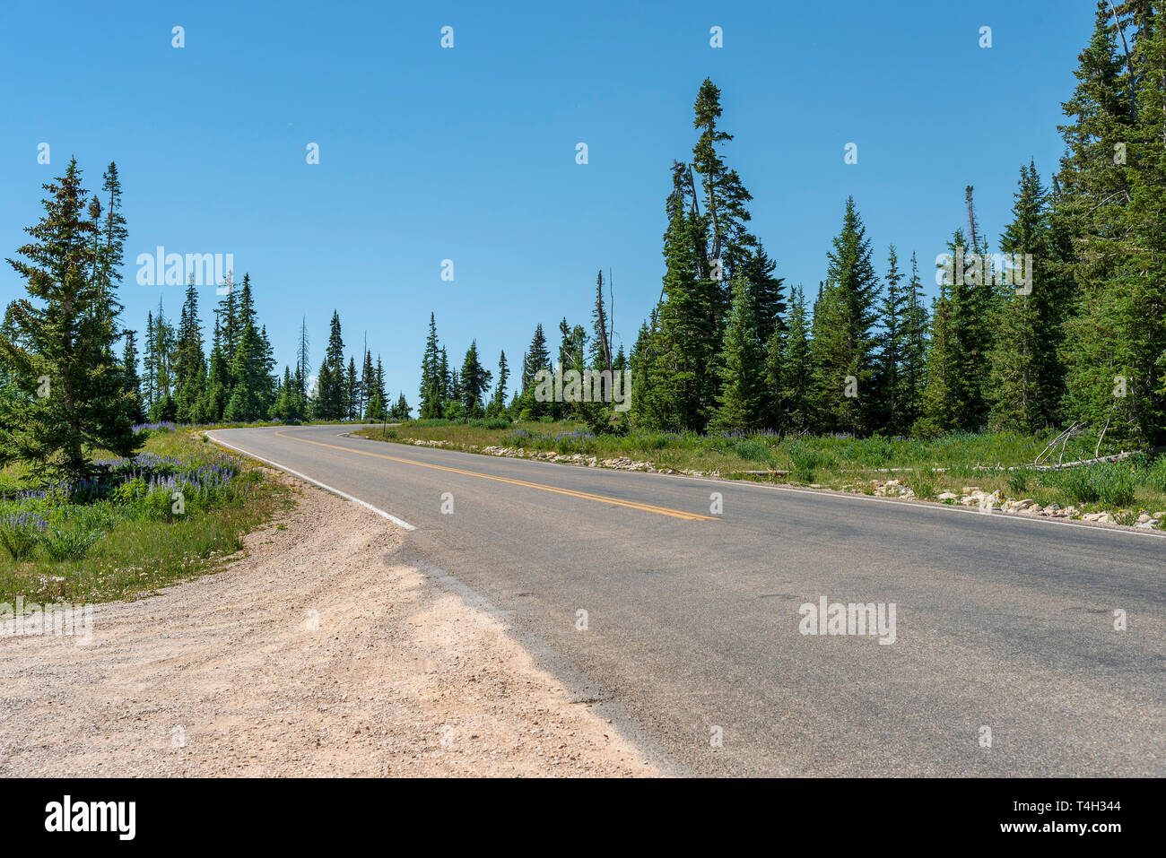 La ghiaia tirare fuori da due corsie con curva passando attraverso verdi campi e tall verde di pini sotto un cielo blu chiaro. Foto Stock