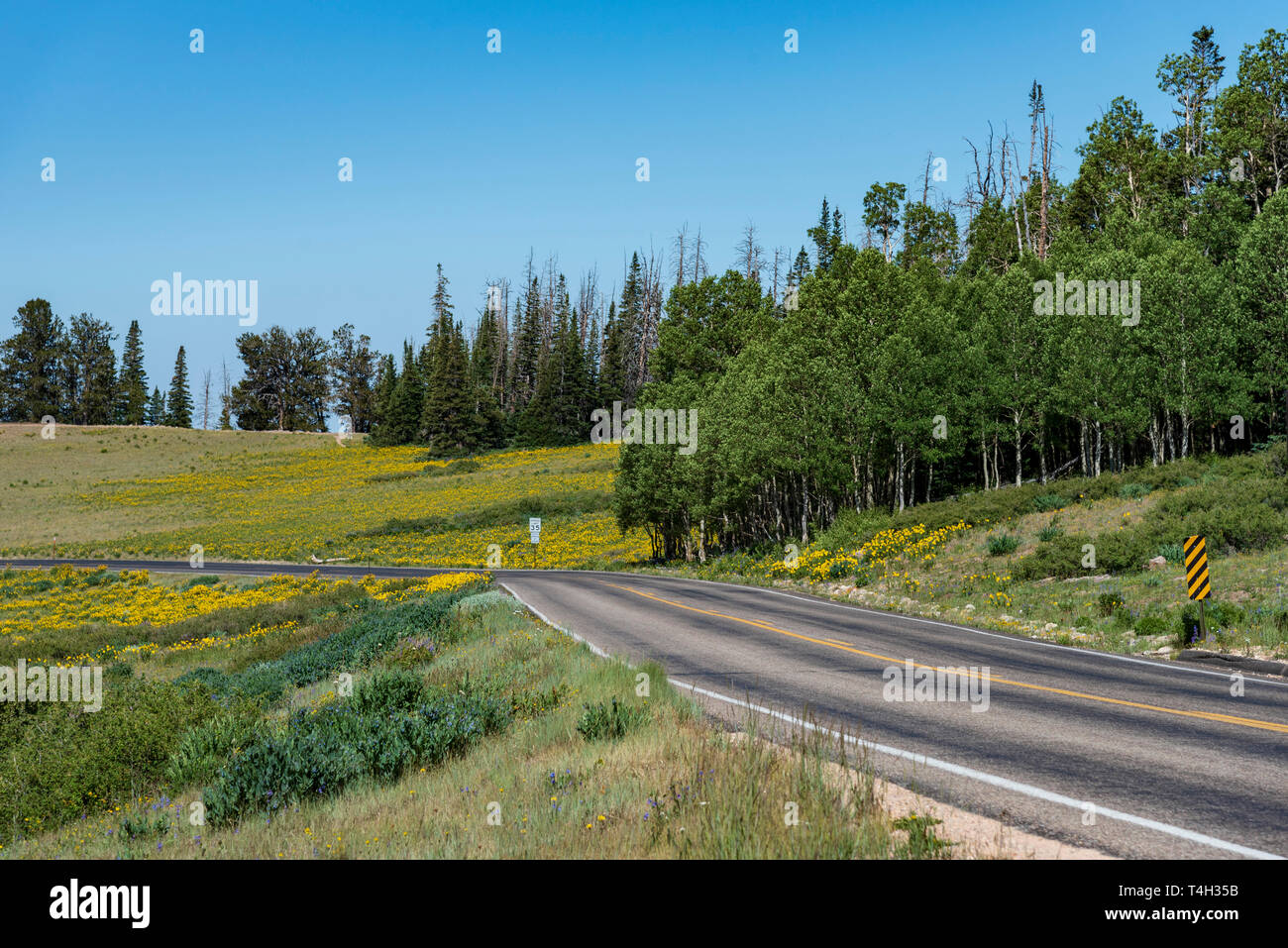 Le due corsie paese autostrada curvando attorno a bosco e prati verdi con fiori gialli sotto un cielo blu chiaro. Foto Stock