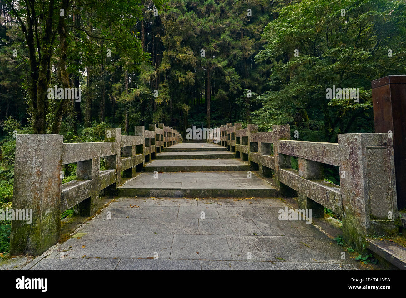 Bellissima scenic di passo lungo il ponte di cemento con splendida foresta verde in Alishan a Taiwan. Foto Stock