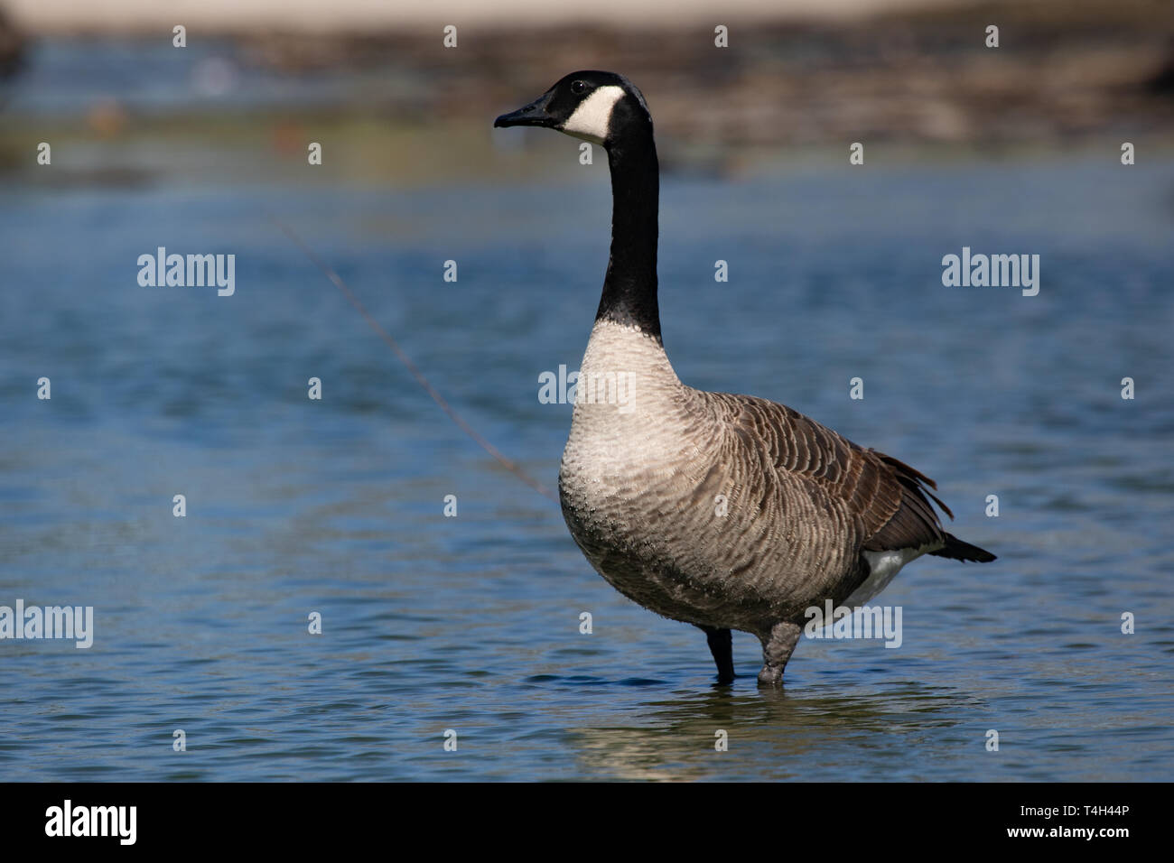 La fauna Uccelli Canadian Canada Goose Standing Blue Pond pomeriggio Foto Stock