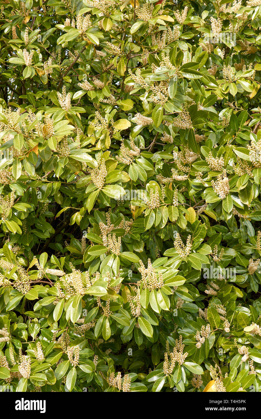 Siepe di alloro Prunus laurocerasus SCOZIA IN PRIMAVERA CON FIORI Foto Stock