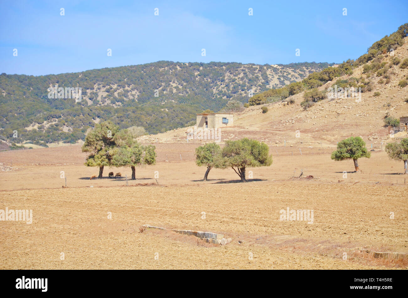 Incredibile paesaggio secco nella splendida penisola di Karpas situato nella zona settentrionale turca di Cipro. A causa della mancanza di acqua di vegetazione cipriota è piuttosto scarsa Foto Stock