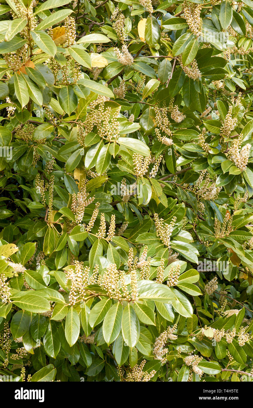 Siepe di alloro Prunus laurocerasus SCOZIA IN PRIMAVERA CON FIORI Foto Stock