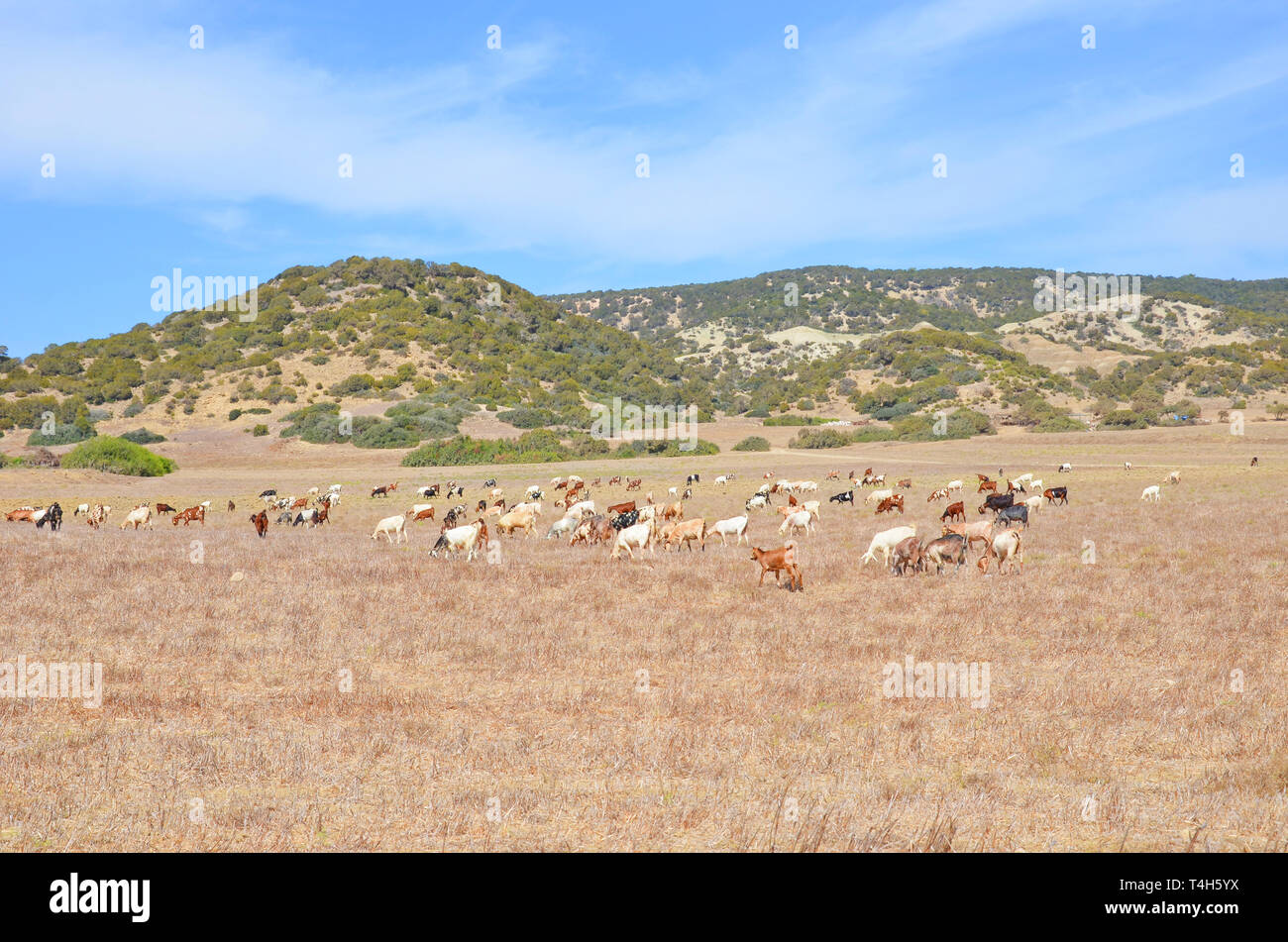 Bellissimo paesaggio di campagna con allevamento di capre pascolano in campo nella penisola di Karpas, la parte settentrionale di Cipro. Natura cipriota è popolare attrazione turistica Foto Stock