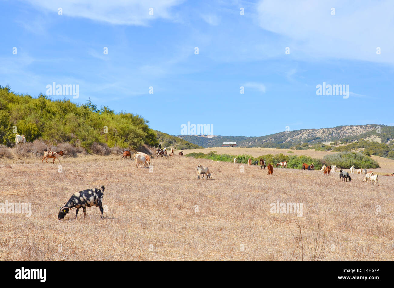 Allevamento di capre pascolano nella bellissima campagna cipriota penisola Karpas. Il luogo remoto appartiene alla zona settentrionale turca di Cipro. Foto Stock
