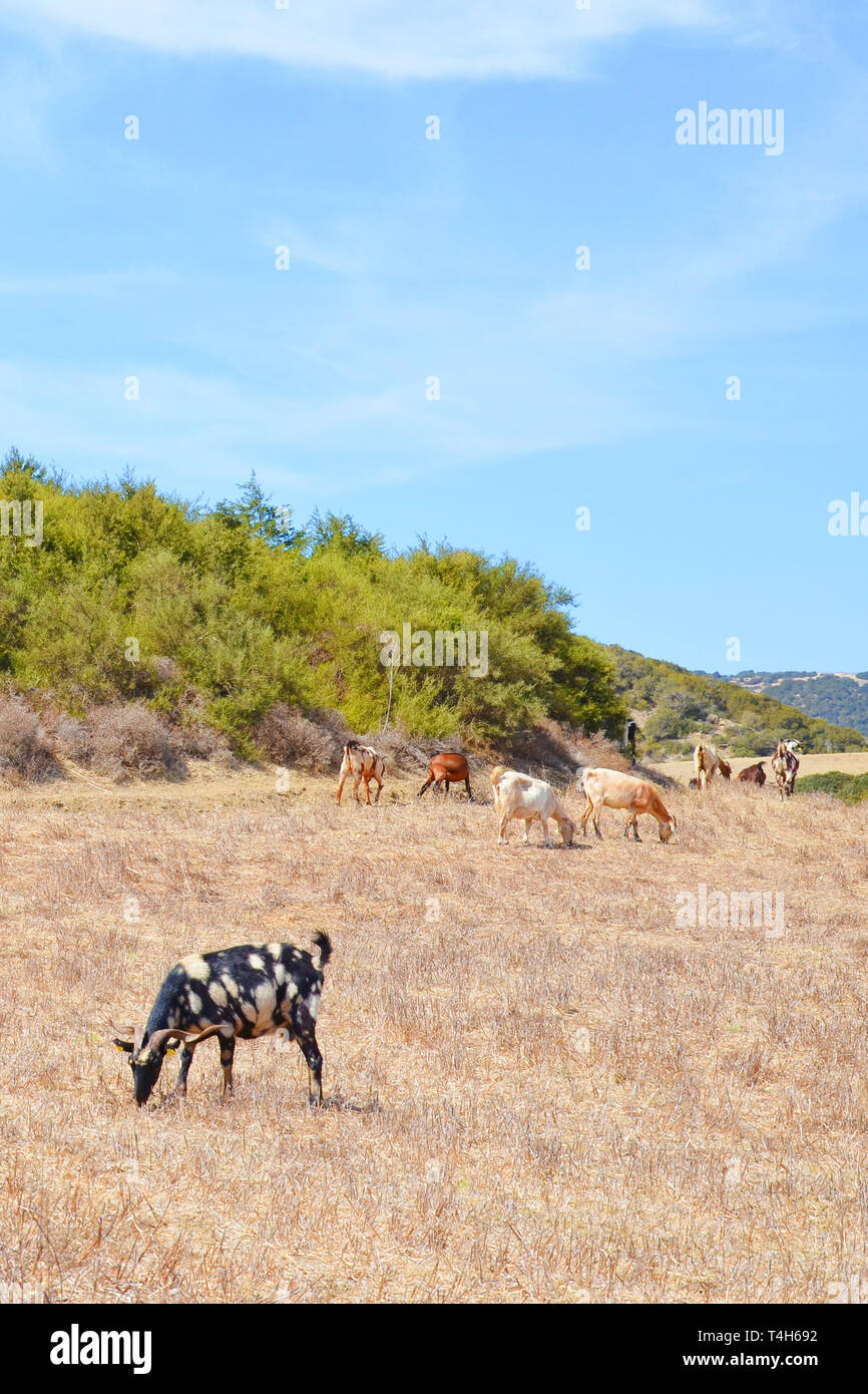 Allevamento di capre pascolano sul campo a secco nelle colline della bella campagna cipriota. Chiazzato di capra nero nella parte anteriore dell'immagine.preso nella penisola di Karpaz Foto Stock