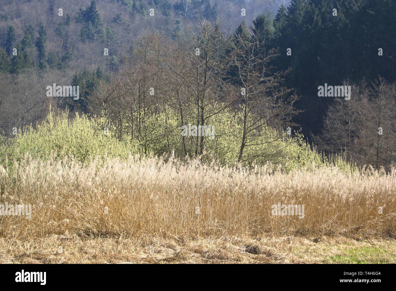 Teleobiettivo astratta colpo di una foresta in primavera con strati di erba, alberi e pini Foto Stock