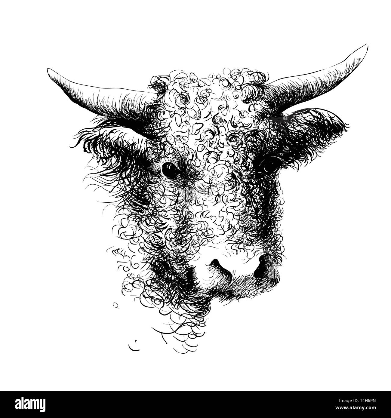 Disegnata a mano testa di toro Illustrazione Vettoriale