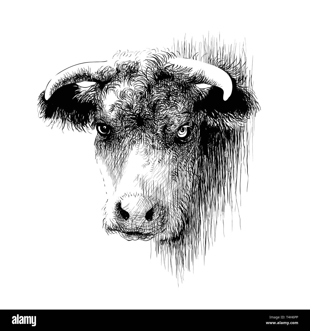 Disegnata a mano testa di toro Illustrazione Vettoriale