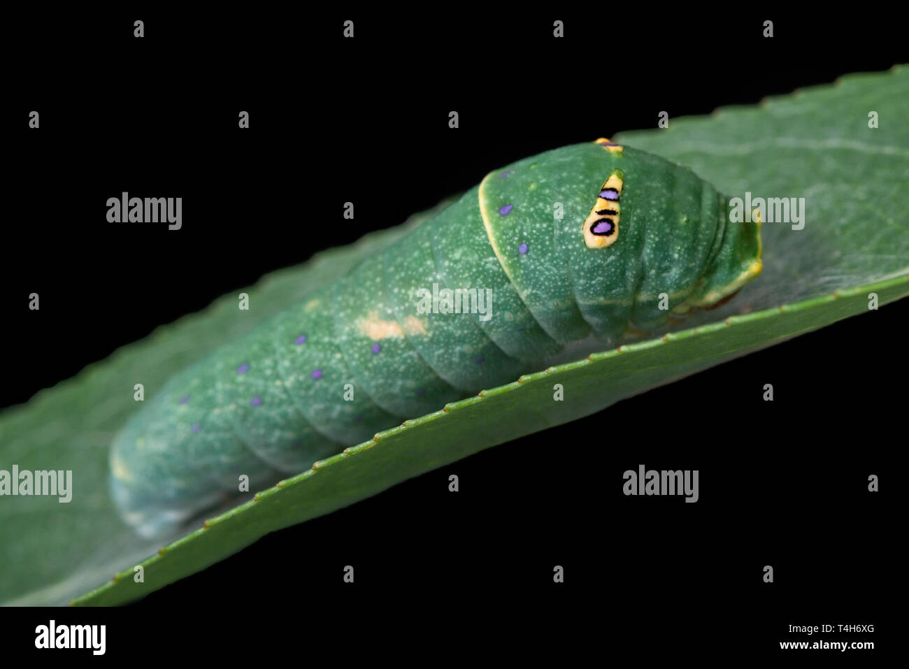 Tiger coda forcuta (Papilio rutulus) caterpillar su una foglia di salice, con false eye spot - su uno sfondo nero Foto Stock