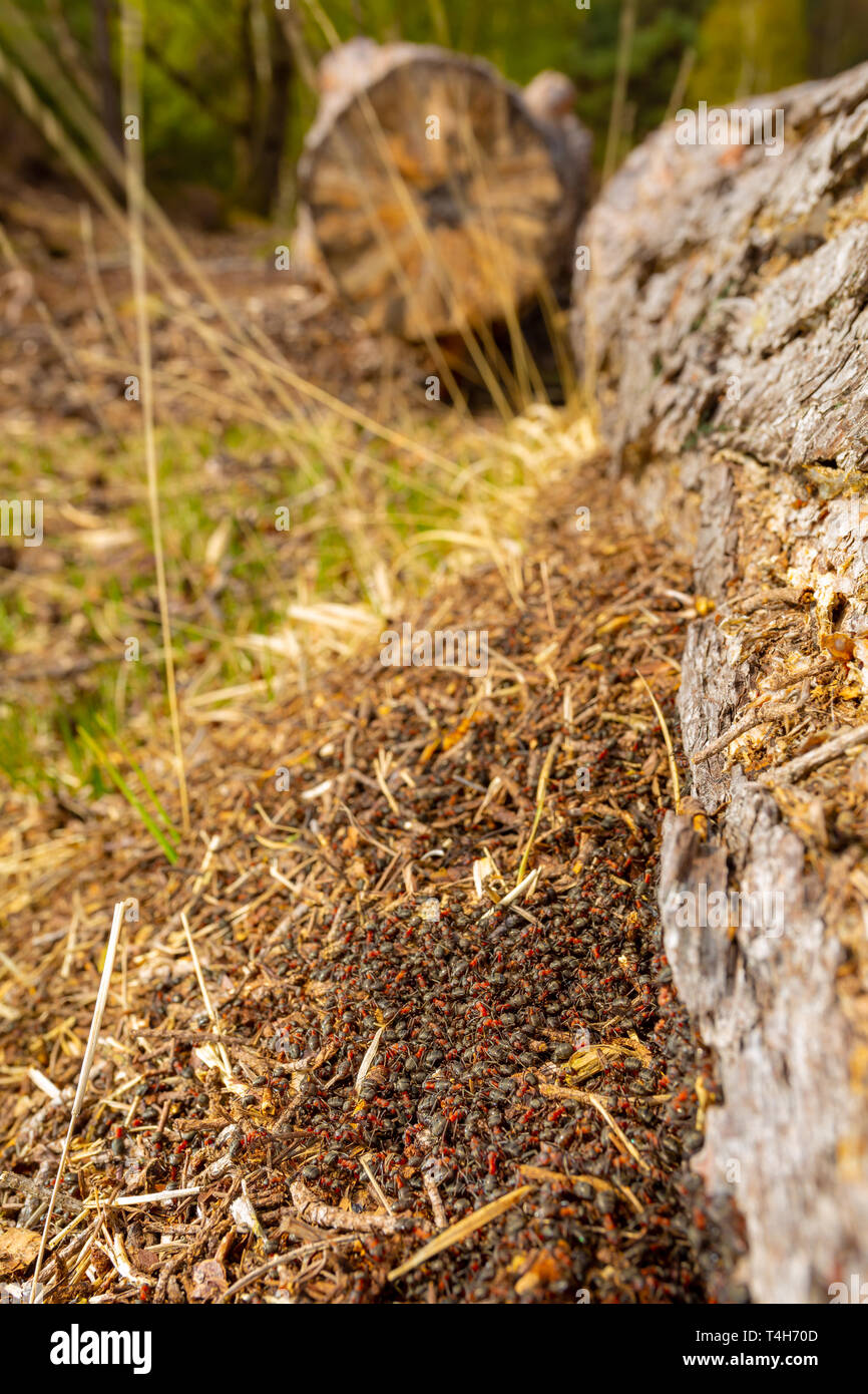 Creative fotografia paesaggio della grande quantità di boschi formiche costruendo un nuovo tumulo di nidificazione sotto Un caduto albero di pino in orientamento verticale su cui Canford h Foto Stock