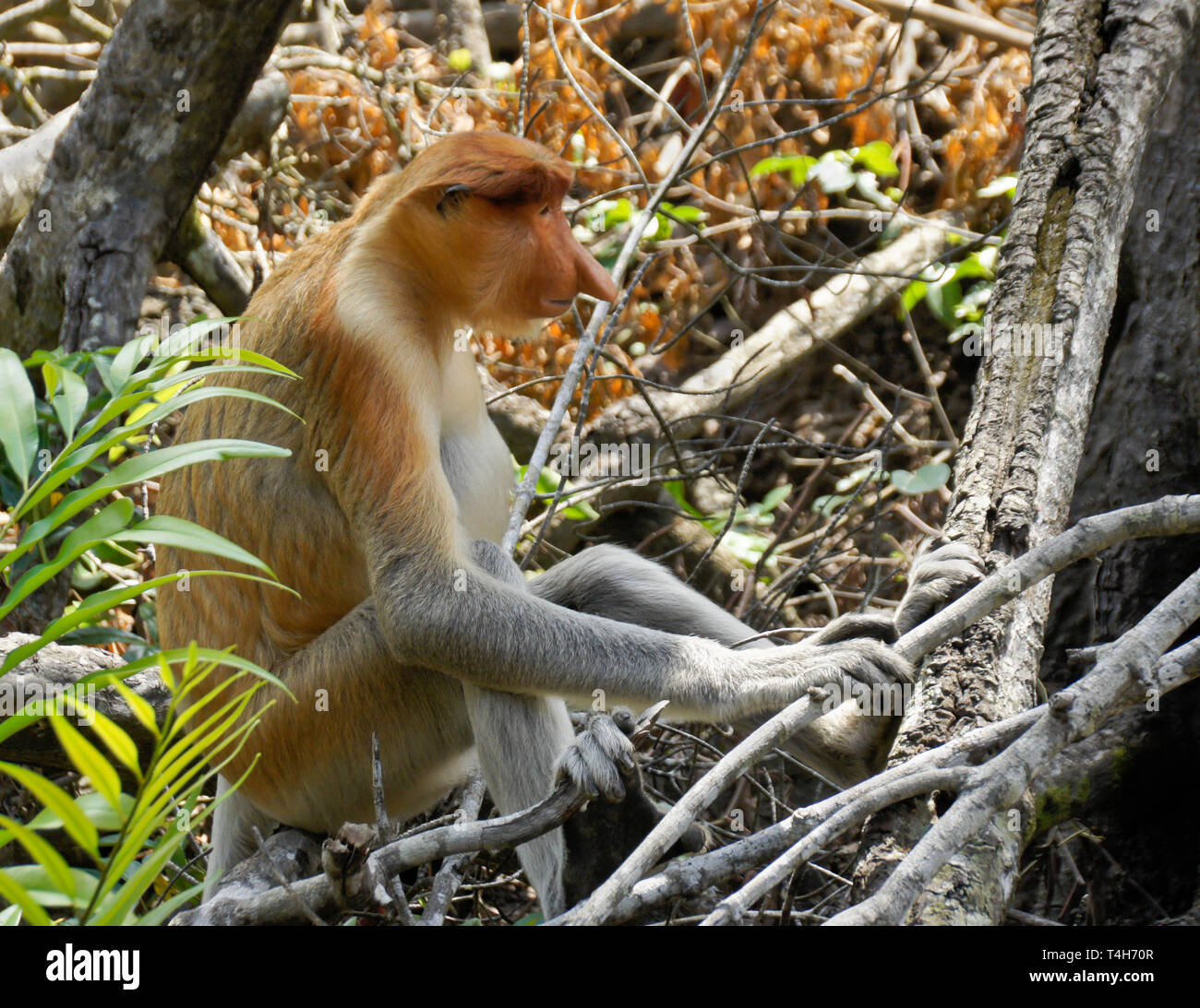 Proboscide maschio (a becco lungo scimmia) seduto sul ramo di albero, Sabah (Borneo), Malaysia Foto Stock