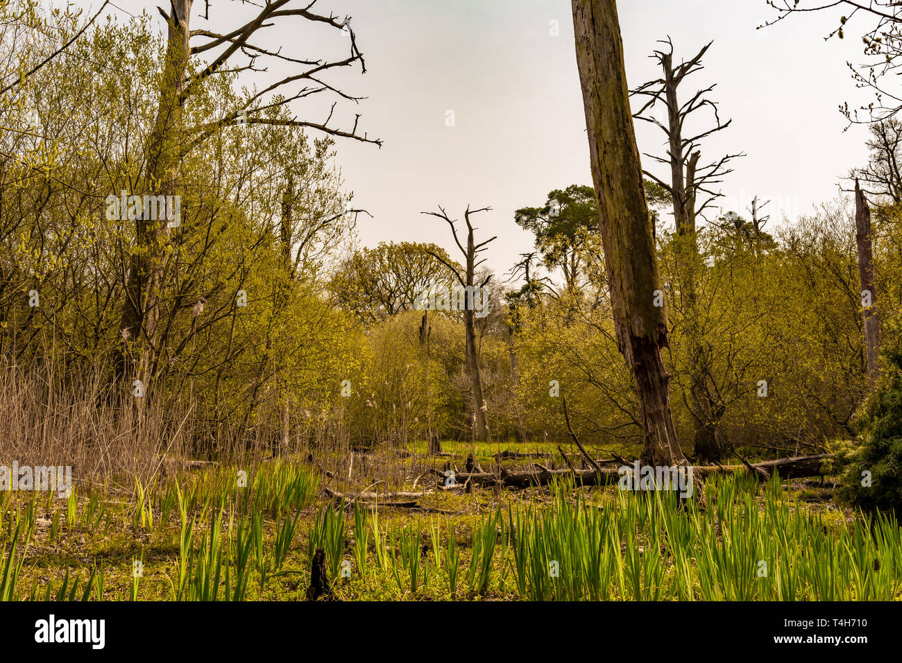 Colore fotografia paesaggio del vecchio bosco di conifere habitat che è stato sostituito da un giovane wetland habitat a causa di cambiamenti di idrologia locale. Tak Foto Stock