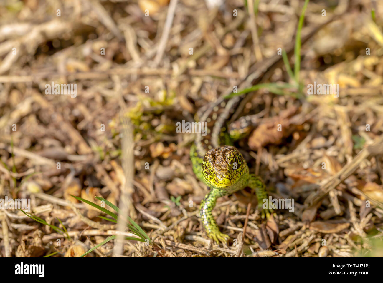 La fauna selvatica ritratto di biacco (Lacerta agilis) dalla parte anteriore direttamente guardando la telecamera, in open guardando i suoi dintorni di pericolo o preda. Tak Foto Stock